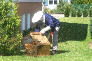 beekeeper-215186_1280